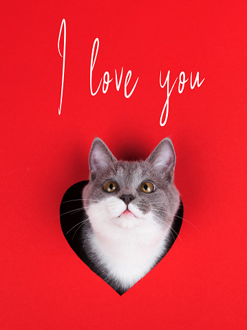 Gray cat peeps out of hole in the shape of a heart on red background. Valentine's Day concept, greeting card, print, commercial, poster. I love you.