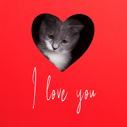 Gray cat peeps out of hole in the shape of a heart on red background. Valentine's Day concept, greeting card, print, commercial, poster. I love you.