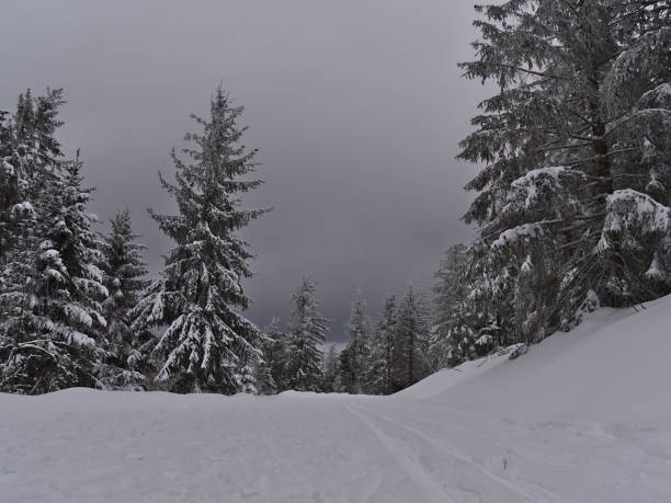tranquilo paisaje invernal con pista de esquí de fondo rodeada de bosque cubierto de nieve de árboles de coníferas congelados cerca de schliffkopf, alemania en la cordillera de la selva negra. - cross country skiing black forest germany winter fotografías e imágenes de stock