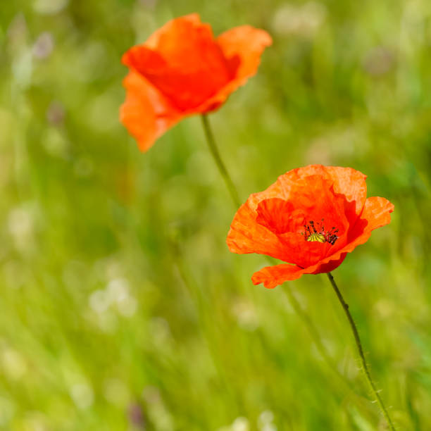 красный цветок мака на размытом зеленом фоне. - red poppies audio стоковые фото и изображения