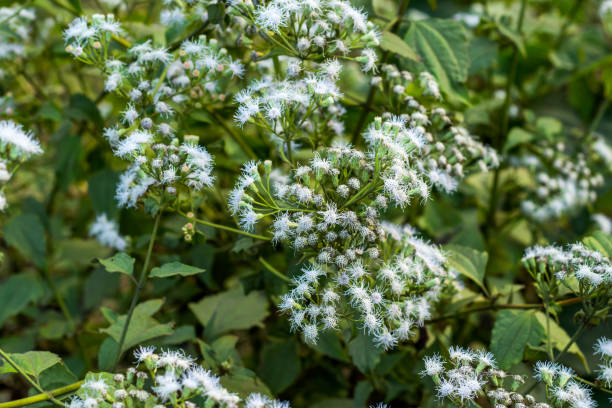 istock A bunch of white fall boneset grass flower 1299084133