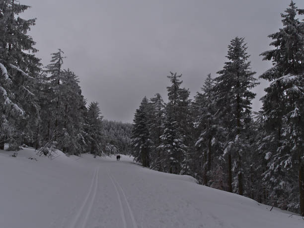 pareja disfrutando de caminata de invierno a través de hermoso bosque cubierto de nieve de árboles de coníferas con ramas congeladas en el camino con pista de esquí de fondo cerca de schliffkopf, alemania en la selva negra. - cross country skiing black forest germany winter fotografías e imágenes de stock