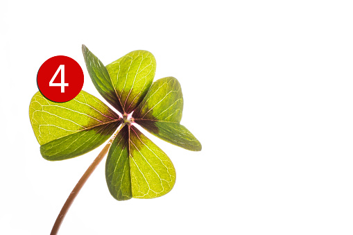 4 leaf clover with red counter and light shining through. \