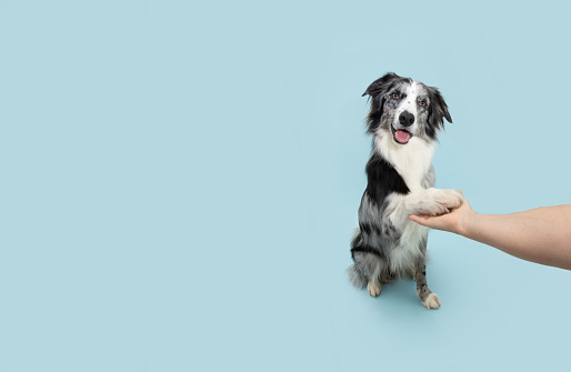 Border collie obedience. Dog high five with human hand. Isolated on blue background.