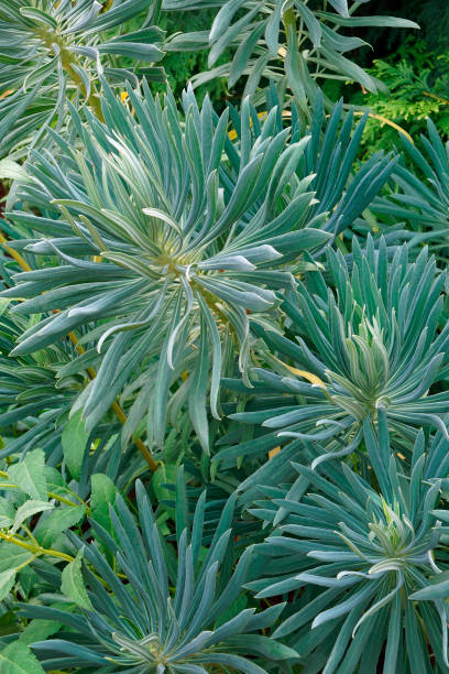 Mediterranean spurge plants Mediterranean spurge (Euphorbia characias wulfenii). Called Albanian spurge also. euphorbia characias stock pictures, royalty-free photos & images