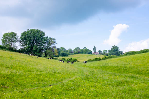 istock Cattle In A Rolling Countryside Landscape In The Cotswolds, England 1299086656