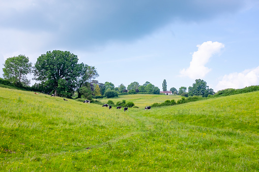 Cattle In A Rolling Countryside Landscape In The Cotswolds, England