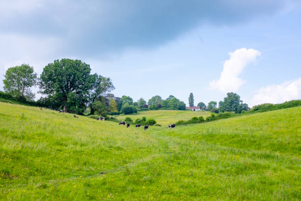 Cattle In A Rolling Countryside Landscape In The Cotswolds, England Cattle In A Rolling Countryside Landscape In The Cotswolds, England patchwork landscape stock pictures, royalty-free photos & images