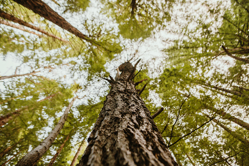 A redwood / secuoia forest as seen from directly below