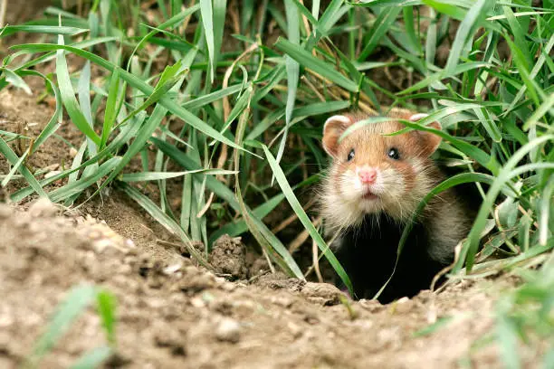 Common hamster Cricetus cricetus