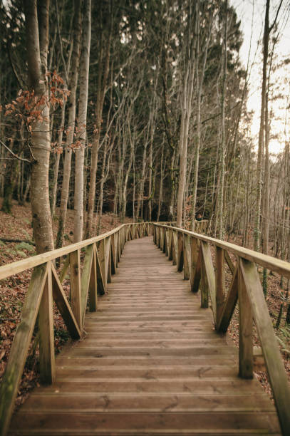 istock Wooden walkway in a forest 1299089711