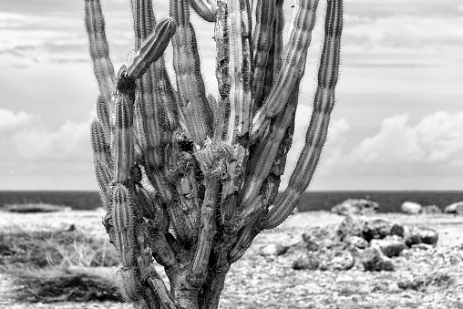 Black and white image of an organ pipe cactus at a rough coastline.