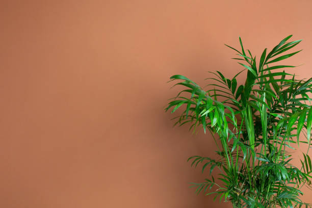 istock Abstract modern interior with green plant, dark orange wall background copy space 1299092877