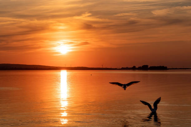 coucher de soleil sur la mer de steinhuder - steinhuder meer photos et images de collection