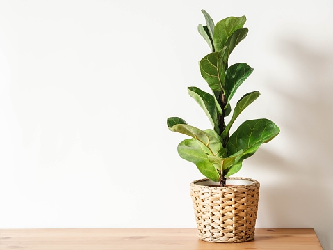 Ficus lirata in wickr pot on wooden table. Minimal. Front view. copy space.