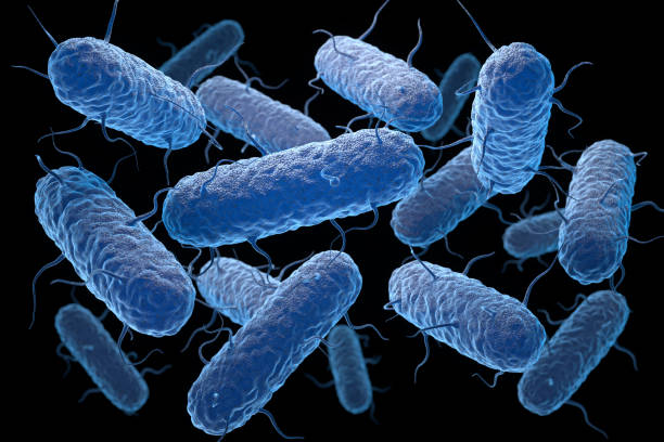 istock Enterobacteria. Enterobacteriaceae are a large family of Gram-negative bacteria 1299096112