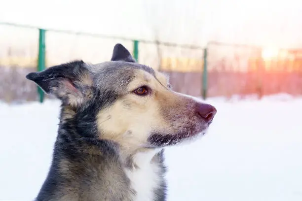 Portrait close-up dog. Dog look at the camera. Concept of love for animals. Dog walking concept. in the winter