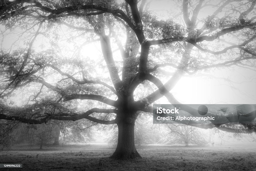 Oak tree in the mist Oak tree in the mist at sunrise. Black And White Stock Photo