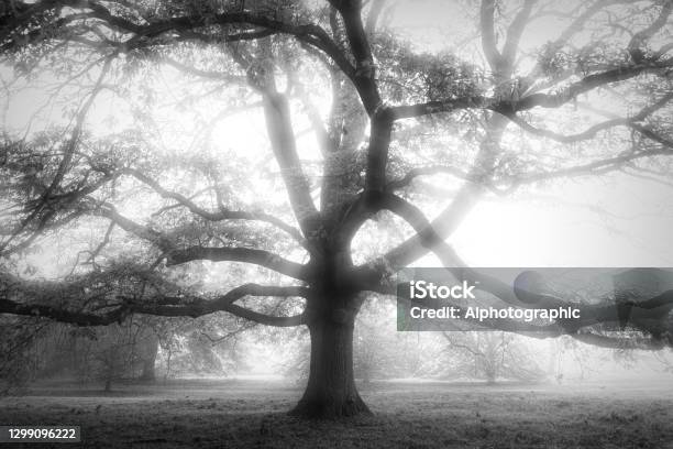 Oak Tree In The Mist Stock Photo - Download Image Now - Black And White, Forest, Fog