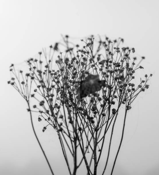 istock Cow parsley at dawn with cobwebs covered in dew on a misty day 1299096235