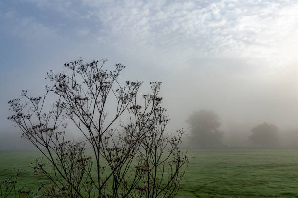 istock Cow parsley at dawn with cobwebs covered in dew on a misty day 1299096794
