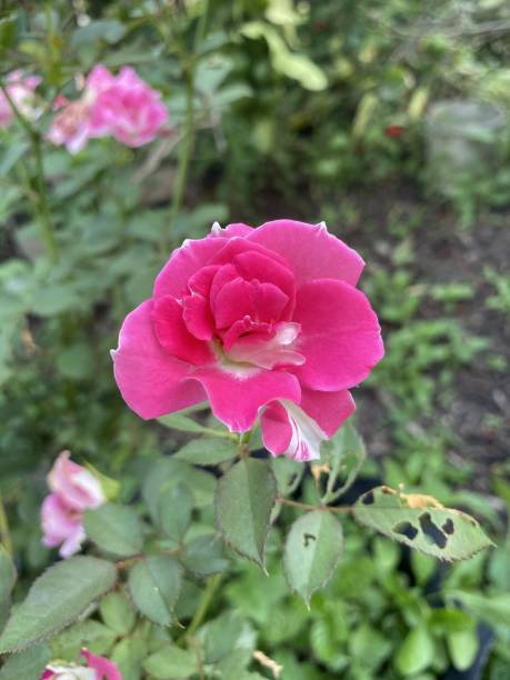 istock pink rose flower in nature garden 1299097094