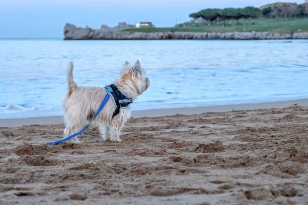 istock Time for dogs on the beach 1299097476
