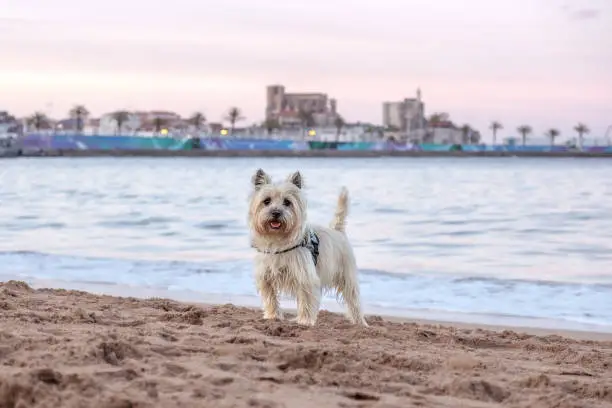 In winter, you can walk on the beach with your dogs in Spain