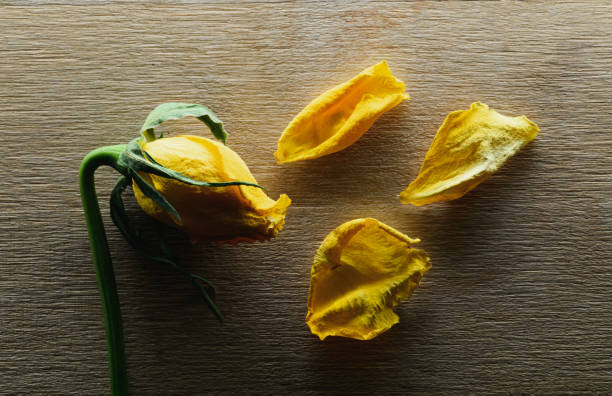 выцветшие желтые розы и увядание лепестков на деревянном фоне - morgan rose стоковые фото и изображения