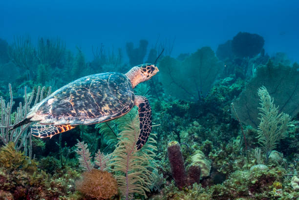 istock Sea Turtle in a Caribbean coral reef 1299097771