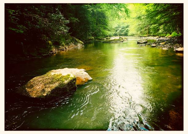 istock Deep in the Woods Laurel Highlands Pennsylvania 1299098441