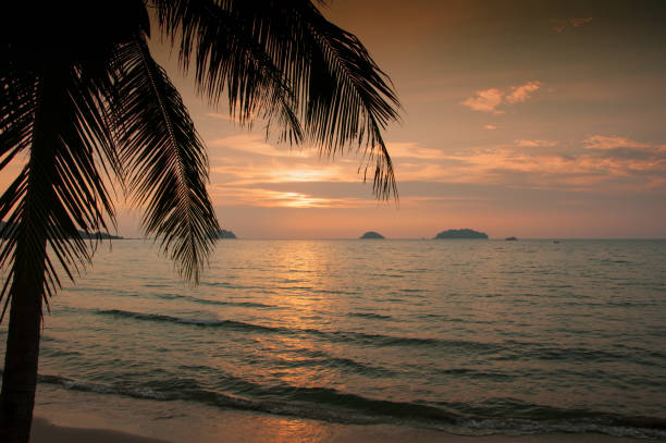 istock Silhouette coconut palm trees on beach at sunset. Vintage tone 1299098442