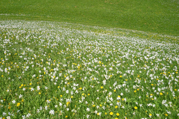 Field of daffodils Field of daffodils on meadow. Near Jesenice, Gorenjska, Slovenia. municipality of jesenice photos stock pictures, royalty-free photos & images
