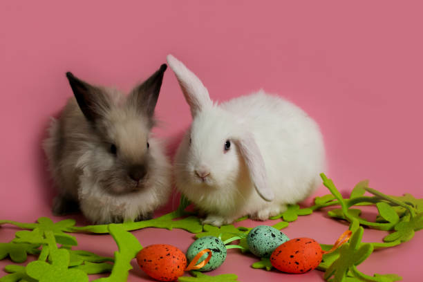 istock Two rabbits on Easter symbols pets pink background 1299099273