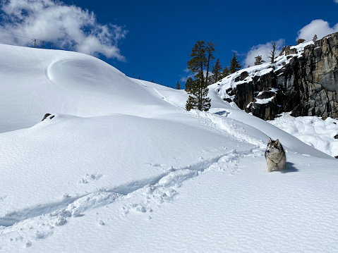 Child and Siberian Husky hike, snowshoe, sled, and play in the back country mountains of Truckee, California after a big snow storm.