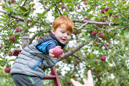 A young redhead boy is apple picking with his family in an orchard in autumn. He is smiling and giving an apple to his mother.