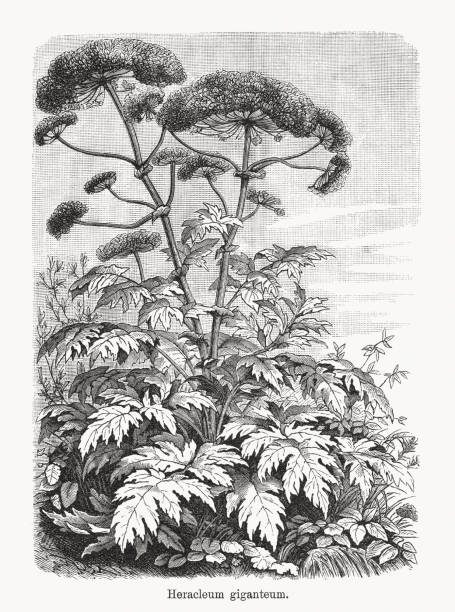 Giant hogweed (Heracleum mantegazzianum), wood engraving, published in 1893 Giant hogweed (Heracleum mantegazzianum, or Heracleum giganteum). Giant hogweed is native to the western Caucasus region of Eurasia and was introduced to Britain as an ornamental plant in the 19th century, and has also spread to other areas in Western Europe, the United States, and Canada. The sap of giant hogweed is phototoxic and causes phytophotodermatitis in humans, resulting in blisters and scars. These serious reactions are due to the furanocoumarin derivatives in the leaves, roots, stems, flowers, and seeds of the plant. Consequently, it is considered to be a noxious weed in many jurisdictions. Wood engraving, published in 1893. cow parsley stock illustrations