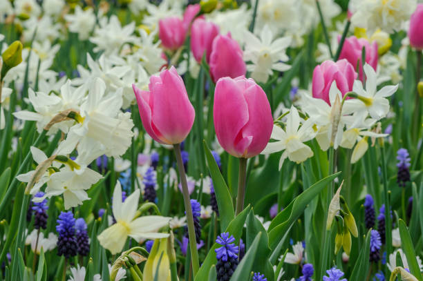 핑크 튤립, 화이트 수선화, 블루 무스카리 - tulip pink flower bed flower 뉴스 사진 이미지