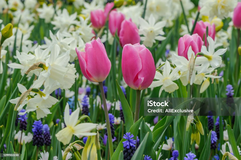 Pink tulips, white daffodils and blue muscari Tulip Stock Photo