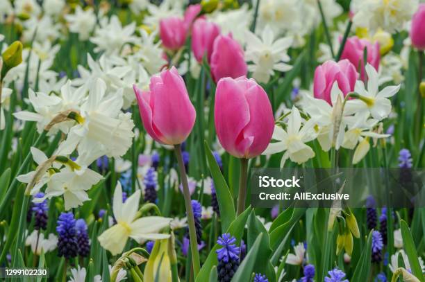 Pink Tulips White Daffodils And Blue Muscari Stock Photo - Download Image Now - Tulip, Daffodil, Pink Color