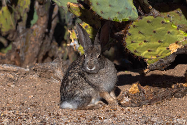 An adorable wild desert cottontail rabbit sitting on the sand in front of native prickly pear cactus in the Sonoran desert outside of Tucson, Arizona in the American Southwest. Green, brown and sandy colors along with white and black in this beautiful photograph.