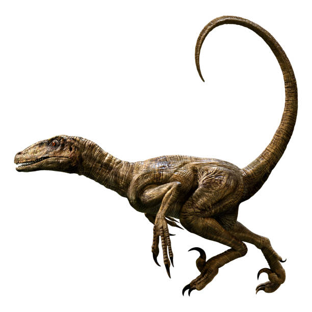 Ilustración 3d Dinosaurio Deinonychus Antirrhopus En Blanco Foto de stock y  más banco de imágenes de Dinosaurio - iStock