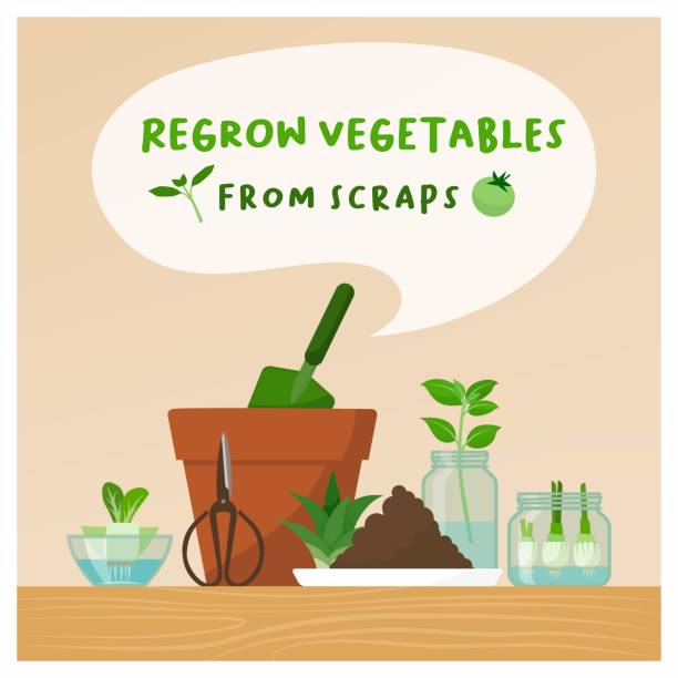 ilustrações, clipart, desenhos animados e ícones de recrescer legumes de sucatas em casa - regrow