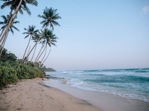 istock Beautiful empty beach at sunset, tropical climate with palm trees 1299104750