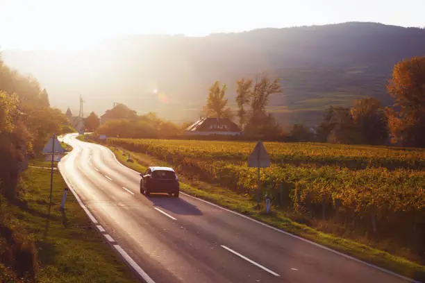 Photo of Mountain road - road through the vineyards at sunset. Wachau Valley