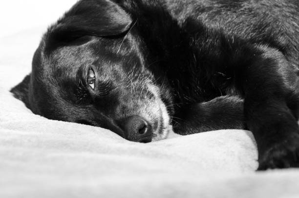 istock Senior dog lying on his side and resting 1299105422