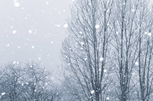 istock Trees in the misty weather background 1299105481