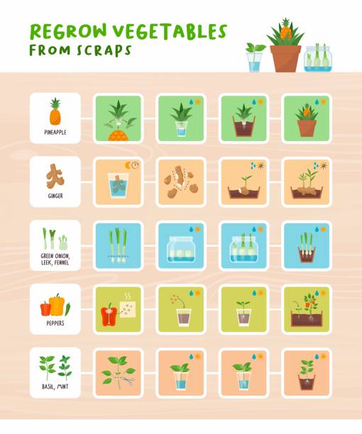 ilustrações, clipart, desenhos animados e ícones de recrescer legumes de sucatas infográfico - regrow
