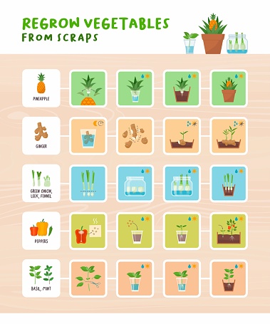 Regrow vegetables from scraps infographic: home gardening, zero waste and organic healthy food concept