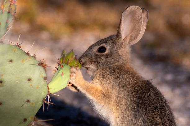 un conejo de cola de algodón del desierto comiendo un brote de flor de cactus de pera espinosa - desert animals fotografías e imágenes de stock